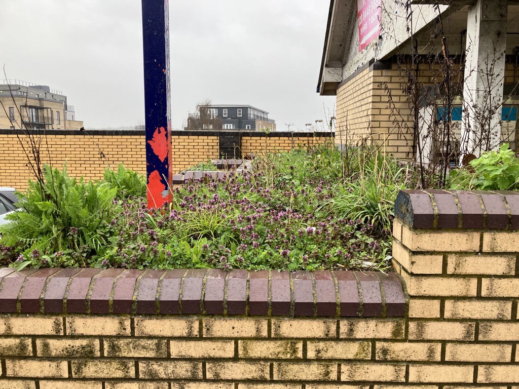 A before image of the greenery at the local London station